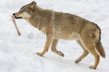 European Loup carrying a bone in the snow - Pyrenees France