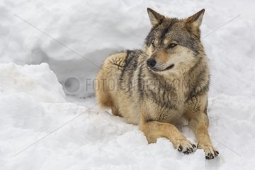 European Wolf lying in the snow - Carlit Pyrenees France