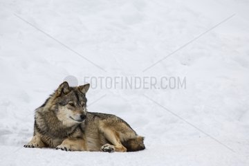 European Wolf lying in the snow - Carlit Pyrenees France