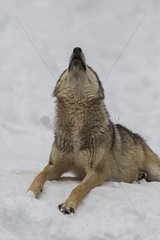 European Wolf shouting in the snow - Carlit Pyrenees France