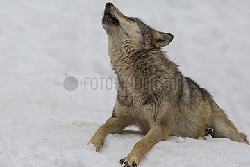 European Wolf shouting in the snow - Carlit Pyrenees France