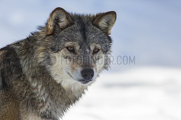 Portrait of European Wolf in the snow - Pyrenees France