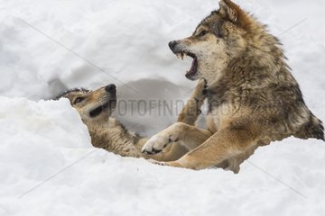 European wolves lying in the snow - Pyrenees France