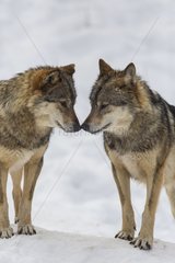 European wolves in the snow - Carlit Pyrenees France