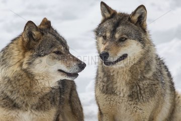 European wolves in the snow - Carlit Pyrenees France