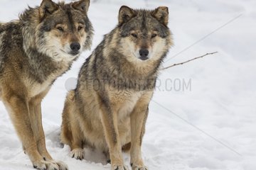 European wolves sitting in the snow - Carlit Pyrenees France