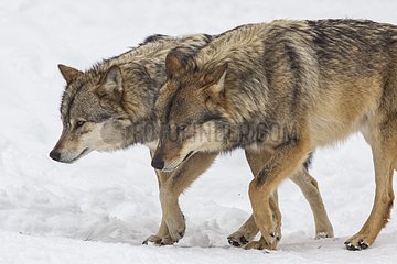 European wolves walking in the snow - Carlit Pyrenees France