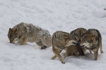 Interaction between Wolves in the snow - Pyrenees France