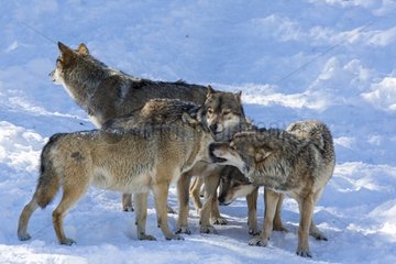 Interaction between Wolves in the snow - Pyrenees France