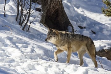 European Wolf walking in the snow - Carlit Pyrenees France