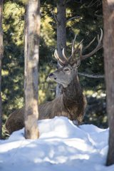 Red Deer in the woods in winter - Capcir Pyrenees France