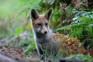 Red fox hunting in the undergrowth - France