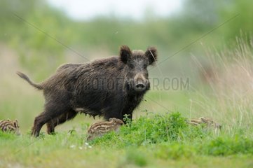 Eurasian boar sow and piglets - France