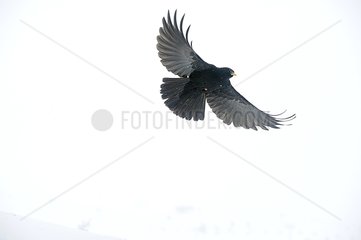 Alpine Chough in flight in the snow - France