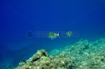 Seabreams swimming above the bottom - Mediterranean Sea