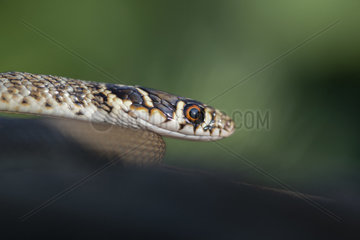 Western whip snake (Hierophis viridiflavus)  juvenile  Lorraine  France