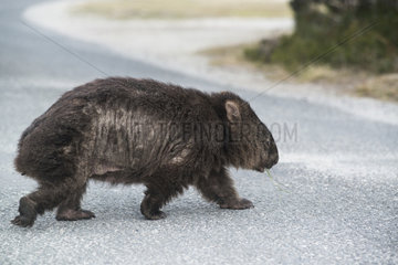 Common Wombat (Vombatus ursinus) with skin disease  Narawntapu National Park  Tasmania  Australia