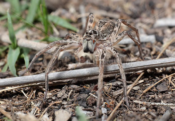 Wolf spider (Lycosidae sp)  Goulburn River NP  NSW Australia.
