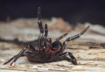 Southern tree funnel-web spider (Hadronyche cerberea) Woy Woy NSW Australia.