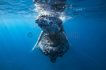 Humpback Whale (Megaptera novaeangliae) carrying her calf to the surface  Mayotte