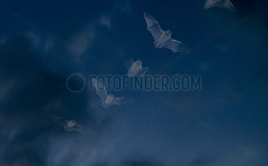 Common pipistrelle (Pipistrellus pipistrellus) in flight  Lorraine  France