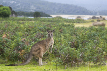 Eastern Gray Kangaroo (Macropus giganteus) male  Narawntapu National Park  Tasmania  Australia