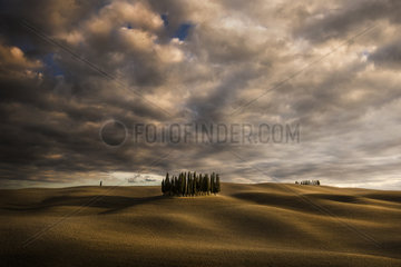Cypres trees in Val d'Orcia  San Quirico d'Orcia  Siena  Tuscany  Italy