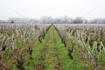 Cultivated vine (Vitis vinifera) under the frost in winter  Touraine  France