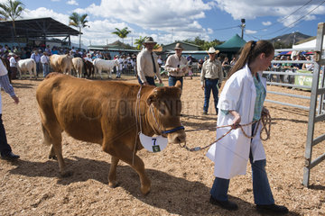 Limousine cow during a competition. Bourail agricultural fair. New Caledonia.