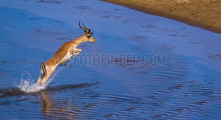 Common Impala (Aepyceros melampus) jumping  Kruger National park  South Africa