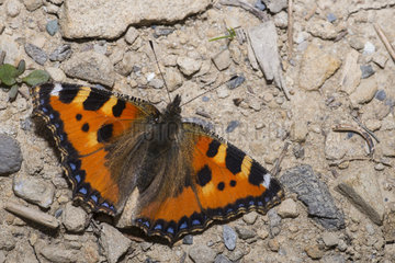 Small Tortoiseshell (Aglais urticae) thirst quenching on ground  Nature Reserve Sixt-Fer à Cheval  Alps  France