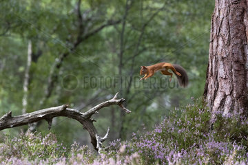 Red squirrel (Sciurus vulgaris) jumping from a pine tree to a branch  Scotland