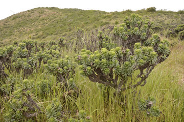 Cuerno de Cabra (Haplopappus foliosus)  in the spring  Cerro Mauco  Quintero  V Region of Valparaiso  Chile