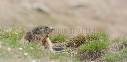 Alpine Marmot (Marmota marmota) yawning  Hautes-Alpes  France