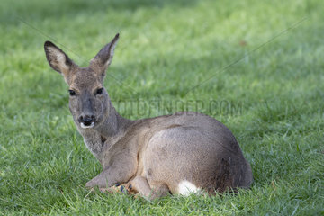 Roe deer (Capreolus capreolus) female lying in a meadow  Lorraine  France