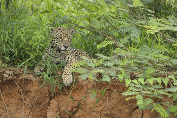Jaguar (Panthera onca) resting on the bank  Pantanal  Brazil