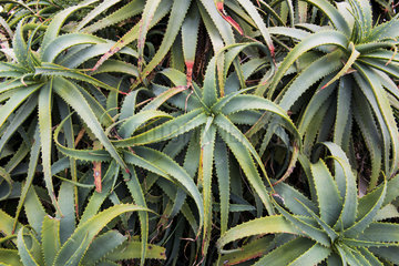 Krantz Aloe (Aloe arborescens)  Tasmania  Australia