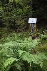 Panel  Source de la Sarre Blanche in the Donon Massif  forest  Grandfontaine  Bas Rhin  France