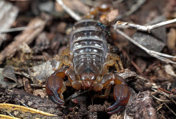 Black rock scorpion (Urodacus manicatus)  NSW Australia.