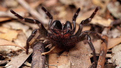 Funnel web spider in defence position  Australia