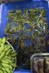 Odonate larvae  Dali market  Yunnan  China