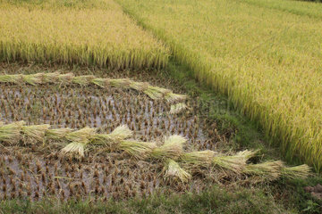 Rice Harvest in Imerina  Antsirabe Region  Madagascar