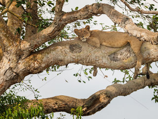 A Lion (Panthera leo) rests high in the trees in Uganda  Africa.