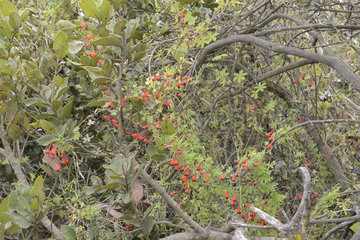 Soldadito rojo (Tropaeolum tricolor)  endemic to Chile  Cerro Mauco  Quintero  V Region of Valparaiso  Chile