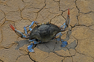 Blue crab (Callinectes sapidus) defense. Ebro Delta  Spain. Origin East Coast USA introduced East Atlantic and Mediterranean.