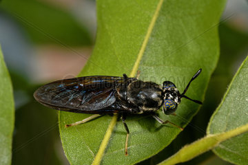 Black soldier fly (Hermetia illucens): adult