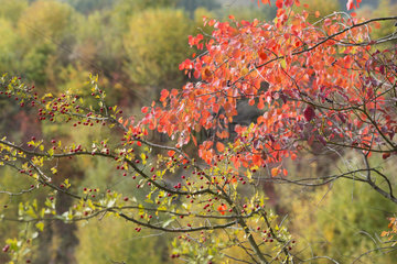 Hawthorn (Crataegus monogyna) and European aspen (Populus tremula) in autumn  Regional Natural Park of Northern Vosges  France