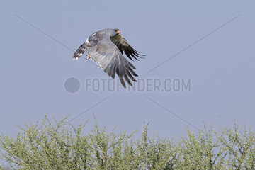 Pale Chanting-Goshawk (Melierax canorus) taking off  Nxai pan national park  Botswana