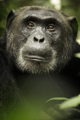 A stunning Chimpanzee (Pan troglodytes) rests in the rainforests of Africa.