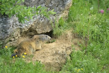 Alpine Marmot (Marmota marmota) at the entrance of the burrow  Savoie  Alps  France